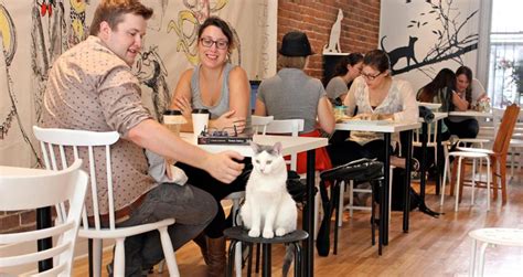 Cat cafe boston. Catmosphere is Sydney’s first and only space-themed catcafé. Try Yoga with the Catstronauts, a 45-minute yoga class followed by 15 minutes cuddling the kitties. All cats here are fostered ... 