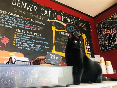 Cat cafe denver. Updated:12:53 PM MDT May 22, 2015. DENVER – The lawsuit against the Denver Cat Company has been dismissed by the plaintiff, according to a post by the company. The cafe, located at 3929 Tennyson ... 