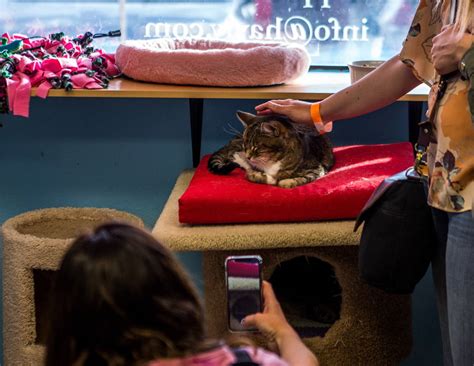 Cat cafe las vegas. Hearts Alive Village is a Las Vegas 501(c)(3) non-profit organization that is proud to house adoptable cats at our HAV Cat Café and in three PetSmart locations in the Las Vegas Valley. 