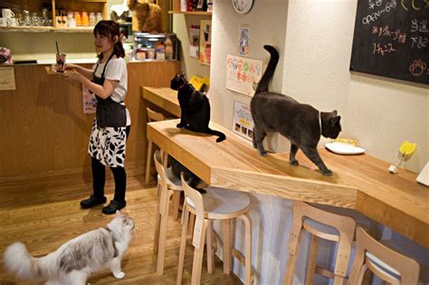 Cat cafe naperville. Nov 3, 2023 · This time, the occasion was to herald a 300th cat adoption magic moment recognized last Sunday afternoon, Oct. 29, courtesy of a team-up with The Region Cat Café, 281 W. 80th Place in ... 
