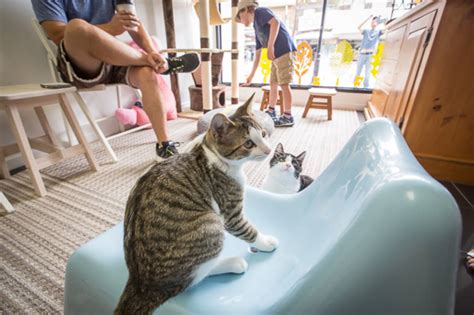 Cat cafe puyallup. Top 10 Best Cat Cafe in Puyallup, WA - April 2024 - Yelp - NEKO: A Cat Cafe, Seattle Meowtropolitan, Dog Yard Bar, The Whole Cat & Kaboodle - Cafe Cocoa, PAWS Cat City, Emerald City Kitty Harbor, Regional Animal Services of King County, Metropolitan Veterinary Hospital. 