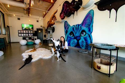 Cat cafe san diego. Courteous baristas serve award-winning San Diego coffees and teas from roaster Cafe Virtuoso; cookies from The Cravory, pastries from Bread & Cie; and sandwiches and snack packs from Sunshine & Orange. The Cat Café is at 302 Island Avenue, close to the Convention Center, Petco Park, and the Gaslamp Quarter. Hours are 9 a.m.-4 p.m. daily. 