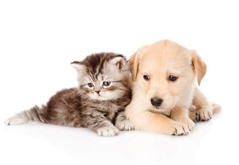 Cat cats and dogs. Pets are great companions. They’re fun for children and they liven up a home but they’re also a responsibility. In a lot of ways, a pet like a cat or a dog is very much like a chil... 