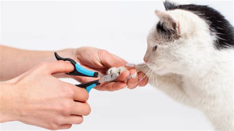 At PetSmart, our professional Pet Stylists can do just that. Our