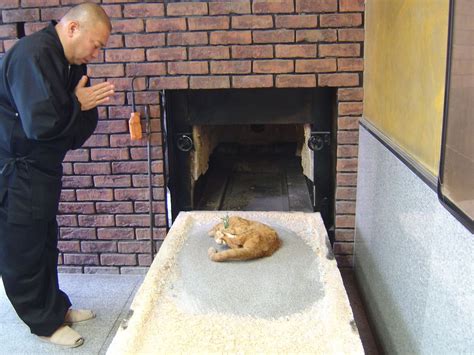 Cat cremation. The average cost of cat cremation in the United States is around $100 to $200.; Factors such as the type of cremation chosen and any additional services or urns selected can impact the final cost. By considering the costs, pet owners can choose a cremation option that fits within their budget while still honoring their cat’s memory. 