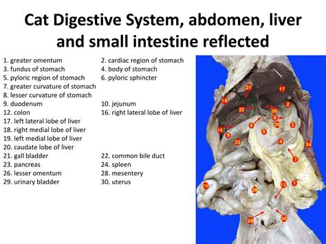 Cat dissection digestive system lab 56 answers. - Stesso explorer 75 85 95 manuale di riparazione per officina.