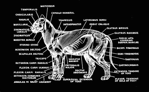 Cat dissection study guide with diagrams. - Force productive des nations, depuis 1800 jusqu'à 1851.