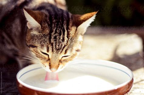 Cat drinking milk. Milk is bad for cats if the cat is lactose intolerant. Some adult cats are not lactose intolerant, making milk safe for them to drink. However, most adult cats are lactose intolerant where drinking milk can cause an upset stomach, vomiting, and diarrhea. This can be dangerous for your cat’s health, depending on the severity. 