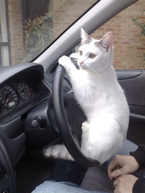 Cat driving. Kotetsu the cat got the ride of its life when its owner put it at the wheel of an F1 race car recently and set it off doing laps at high speed. Not to worry:... 