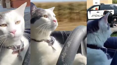 Cat driving meme. Things To Know About Cat driving meme. 