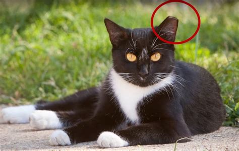 Cat ear tipping. The TNR process also includes identification of neutered cats by cutting off the tip of the left ear under anaesthetic (referred to as ear tipping). This allows ... 