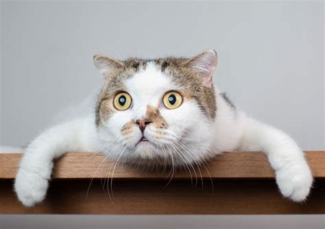 Cat expert explains why your cat is always acting weird