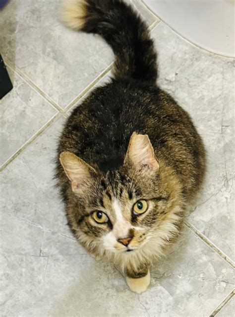 Cat for adoption - MARLEY, a Maine Coon & Tuxedo Mix in …