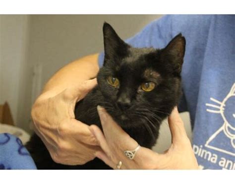 Cat for adoption - Maple, a Domestic Short Hair in Oracle, AZ