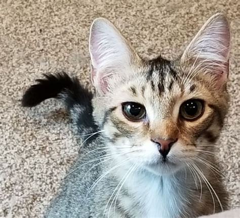 Cat for adoption - OSCAR, a Maine Coon Mix in Sardinia, OH