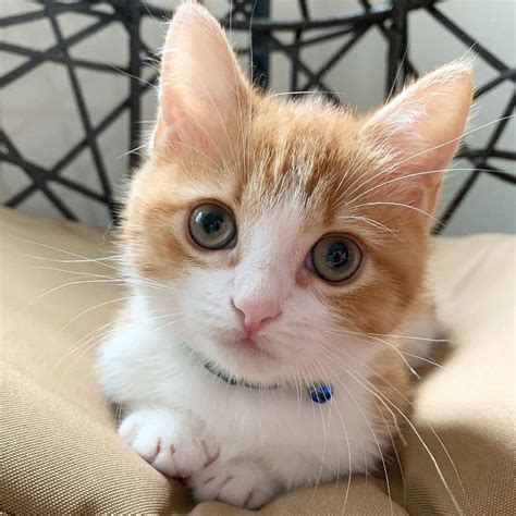 Cat for free near me. Search for cats for adoption at shelters near Huntington Beach, CA. Find and adopt a pet on Petfinder today. 