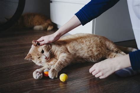 Cat fostering. After a June, 2011 U.S. Tax Court decision, it depends on several factors. If you foster or rescue animals, your expenses for things like cat food, paper towels, and veterinary bills may be tax ... 