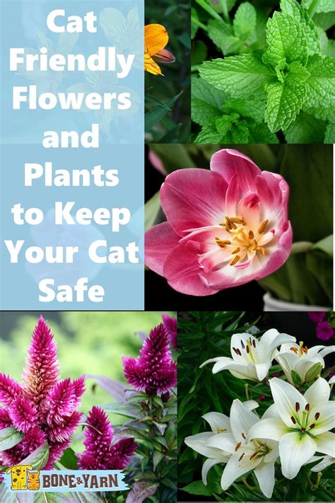 Cat friendly flowers. Watch on. Providing a ‘cat-friendly’ garden or outside space for your cat may also have the following extra benefits: Your cat may seem more relaxed and less stressed when in the house. Your cat may be less likely to be bored or frustrated. If your cat is usually very demanding of your time and attention, they may become a bit more independent. 