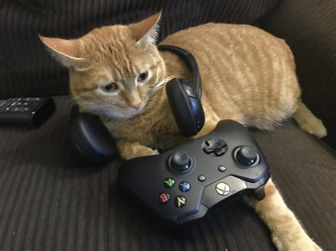 Cat gaming. Things To Know About Cat gaming. 