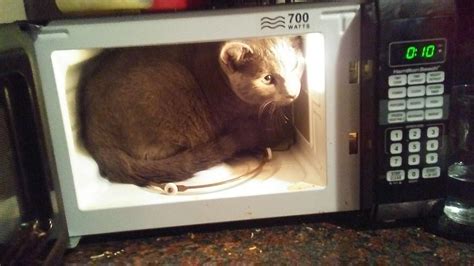 The cat took an interest in the microwave after pizza 