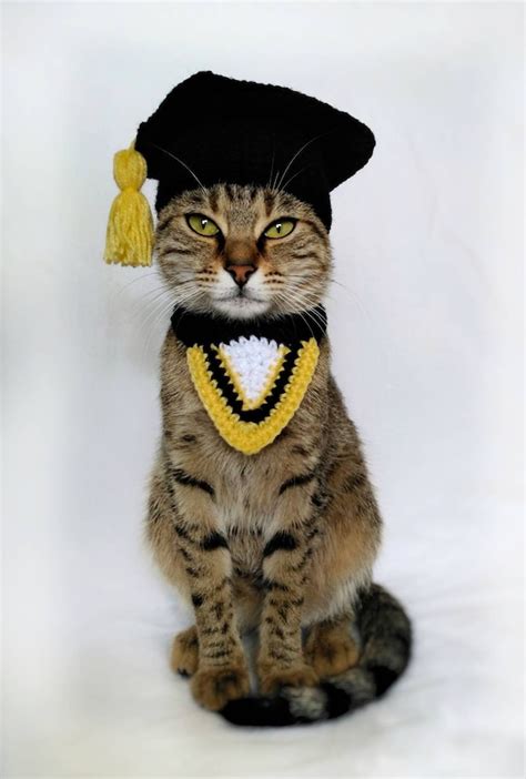 Cat graduation cap. Things To Know About Cat graduation cap. 