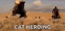 Cat herding gif. Oct 8, 2015 · Cat herding on the lonesome plains of Imgur. It's an old commercial sir, but it checks out. best superbowl commercial ever. except 20 seconds after I saw it I couldn't recall the company it represented. Ain't nothin as satisfyin as winding up yer ball'o'yarn at the end o' th' day. 