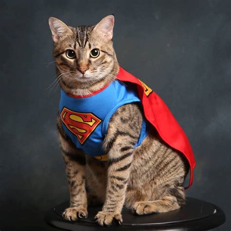 Cat hero. Aug 20, 2021 · The hero cat, however, is immune to fame. “She thinks she’s a prima donna at the best of times,” says Mary. When she’s not tormenting her feline housemate, Ivy is curled up on the sofa by herself. But Mary is used to independent animals—her other cat, Nellie, refuses to be touched at all. Mary doesn’t mind. 