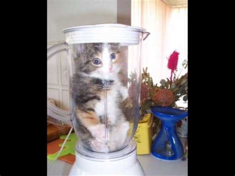 Cat in blender full video. Things To Know About Cat in blender full video. 