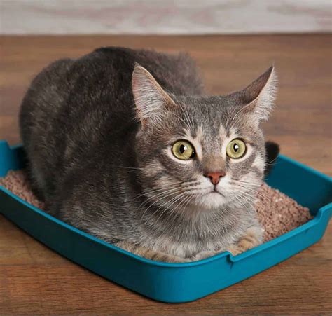 Cat in litter. Once your cat is reliably using the litter box for spraying, you can gradually move it to a location that works better for you. But keep in mind your cat chose that spot for a reason. If there's still a trigger in that area (a cat outside the window, for example), they may continue spraying there after you move the litter … 