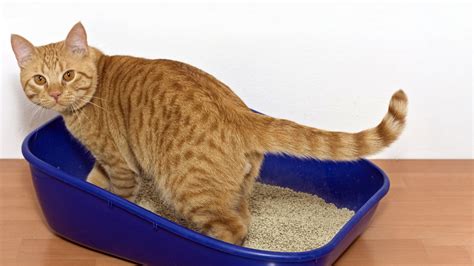 Cat in litter box. The best depth is just 2 to 3 inches of litter in the litter box. This is the perfect amount for your cat to use comfortably. This way, your cat will have enough litter to dig … 