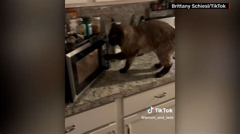 Cat in microwave and blender full video. 20K views, 72 likes, 0 loves, 254 comments, 189 shares, Facebook Watch Videos from The Middle Bencher: Cat In Blender Video. Where Is Humanity? #catinblender #katinblender #catblender #cat... 