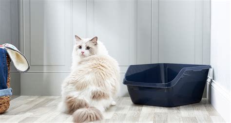 Cat is not using the Litter Box - Helpful Tips - CATS OF AUSTRALIA