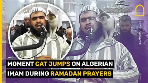 Cat jumps on imam during Ramadan prayers at Algerian mosque