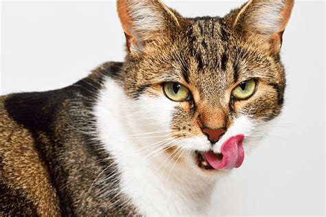 Cat keeps licking lips. Dysphagia is the medical term for difficulty swallowing. It can occur as oral dysphagia, pharyngeal dysphagia, or cricopharyngeal dysphagia. This condition can happen for many reasons, ranging from anatomical to neuromuscular causes. A cat with dysphagia may make gulping sounds while attempting to swallow or eat unusually. 