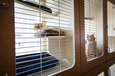 Cat kennel near me. We're the most popular cat sitting app in the US and have been proudly operating coast to coast for over 8+ years. 50,000. Quality, in-home cat sitting visits are just a few clicks away. Book drop-in visits or overnight stays with one of our fully insured cat sitters. We've served50,000 happy kitties and counting. 