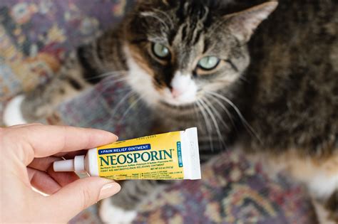 Cat licking neosporin. Put a dab on your cat's paw or muzzle and they will lick it off and ingest it. This helps lubricate the passage of intestinal contents. Aquaphor and Vaseline are safe for pets. Aquaphor is a petroleum jelly-like product with extra oomph for superficial stuff like crusty noses, peeling paw pads, and scaly elbows. ... 