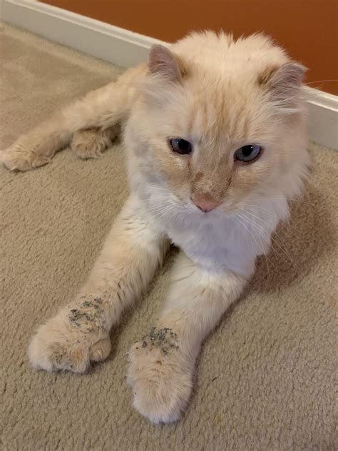 Cat litter stuck in paws! : r/CATHELP - reddit.com