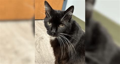 Cat lost 10 years ago in Kansas turns up in North Carolina