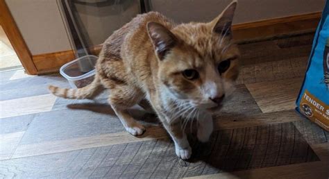 Cat lost in a snowstorm returns home after a month