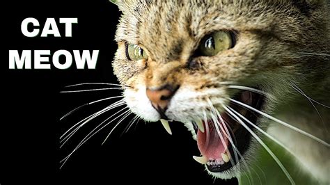 Cat meow noise. Things To Know About Cat meow noise. 