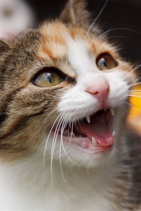 Cat meowing. Things To Know About Cat meowing. 