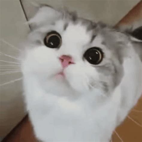 Cat meowing gif. The best GIFs of meowing on the GIFER website. We regularly add new GIF animations about and . You can choose the most popular free meowing GIFs to your phone or computer. 