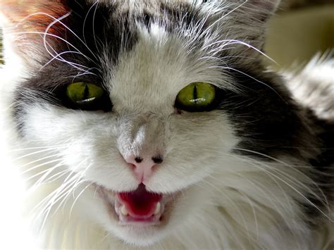 Cat meows. Things To Know About Cat meows. 