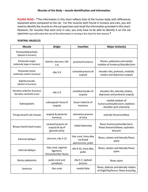 Cat muscle identification - muscle sheets - Studocu