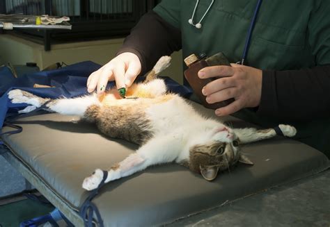 Cat neuter healing photos. The Surgical Procedure. Once your cat is under anesthesia, the vet will make a small incision in your cat’s scrotum and remove his testicles. This is a quick and relatively simple procedure that usually takes no more than 30 minutes. The vet will then close the incision with sutures or surgical glue. 