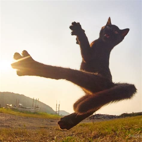 Cat ninja cat. Things To Know About Cat ninja cat. 
