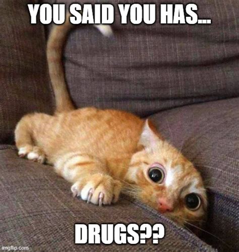 Cat on drugs meme. .  <a href=https://ek.healthcaresurveys.au/assets/image...