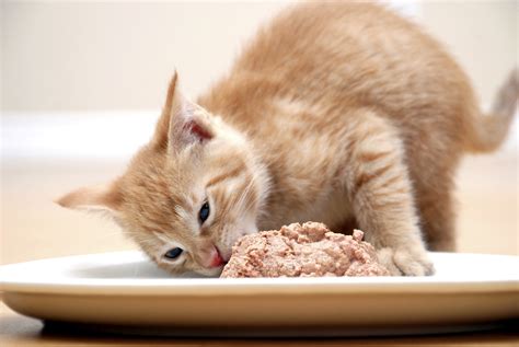 Cat or food. Fish oil and soybean oil. Fats are essential in a healthy cat food, especially when storing energy. Ground whole grain corn. Carbs that give your furry friend the energy she needs to prance around the house after you've gone to bed. Omega 3 and 6 fatty acids. 