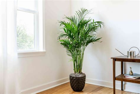 Cat palm. Known for its dense green fronds, this slow growing easy care palm enjoys bright spaces and moderate watering to maintain soil moist. The Cat Palm makes an ... 