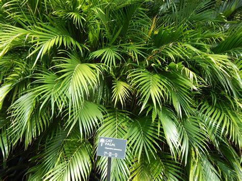 Cat palm tree. Cascade Palm is a small palm tree from Central America and Southeastern Mexico. While most indoor palms have single trunks, this famed plant stands out for its bushy appearance. It has a short trunk, shrubby growth, and dark green fronds. This clumping palm is also known as Cat Palm or Cataract Palm. 